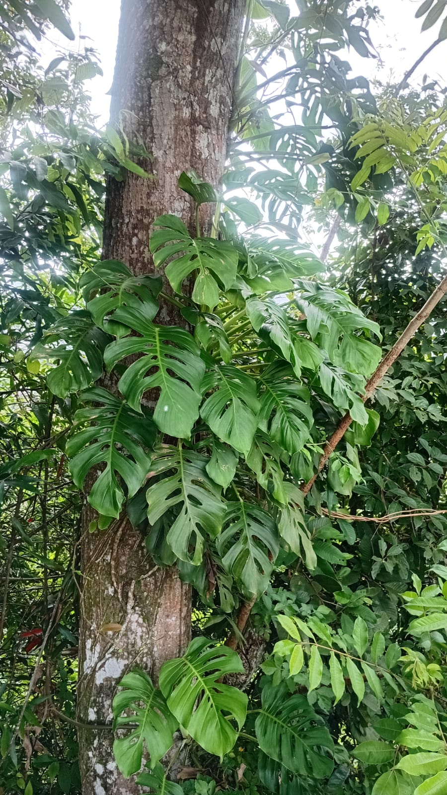 Selva tropical