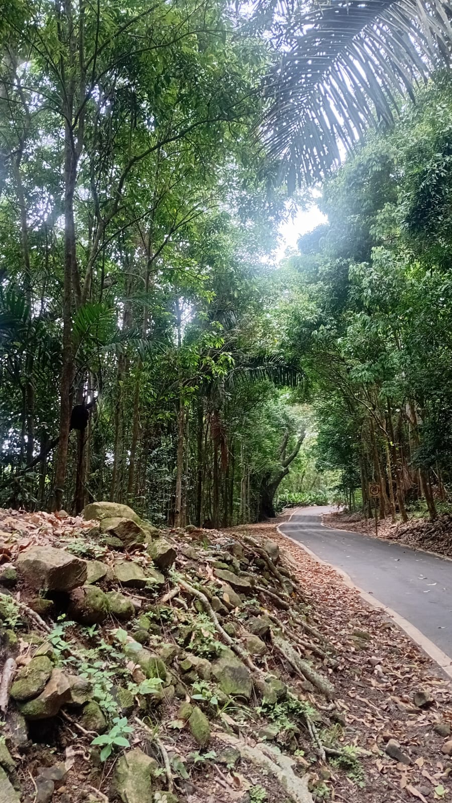 Sendero en la selva de Coclé